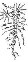 Изображение 1 ответ на вопрос Установите соответствие между метамофозами корня и...